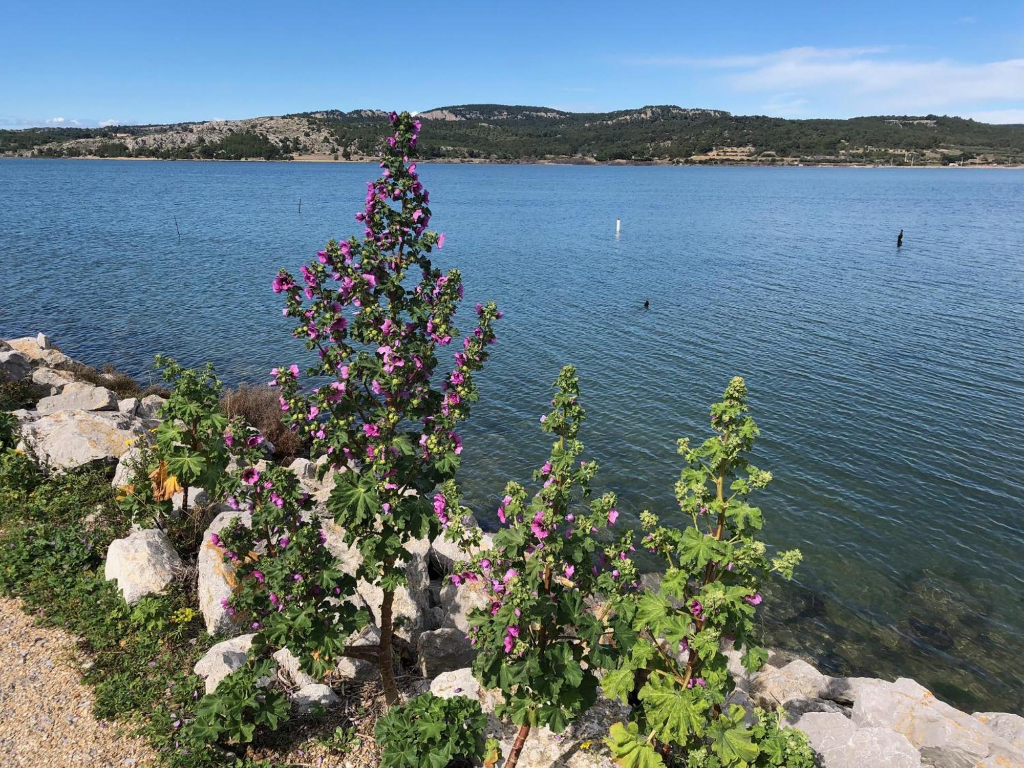 Gruissan Appartement Calme, Vue Sur Port De Plaisance -Clim, Empl.Parking Eksteriør bilde